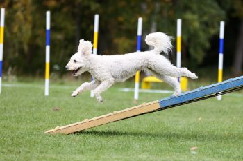 11 Fun And Effective Ways To Tire Out Your Energetic Pup