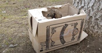 Box Found On The Side Of The Road With Some Innocent Puppies Inside