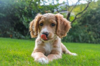 10 Dog Breeds That are Obsessed with Food