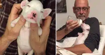 Foster Dad’s Love Gives Dog Missing Front Legs a New Lease on Life