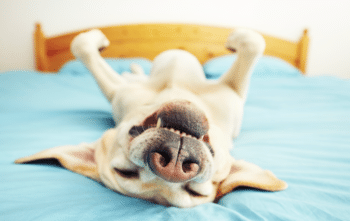 13 Hilarious Ways Dogs Keep Us Smiling And Laughing Every Day