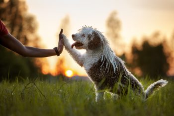 7 Ways Dogs Use Their Paws To Communicate