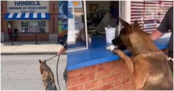 Sweet K9 Goes Wild with Joy Over Ice Cream Treat