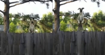 Neighbor’s Dog Finds Trampoline, and the Hilarious Video Is a Must-See