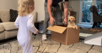 Golden Retriever Shows Unconditional Love by ‘Adopting’ Baby, Melting Hearts