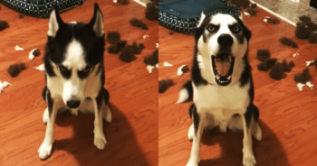 Siberian Husky Throws Epic Tantrum After Eating Bed and Getting Scolded