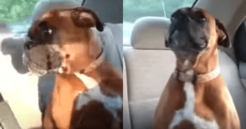 Dog Sneaks to Neighbor’s Daily and Shows ‘Attitude’ When Mom Picks Her Up