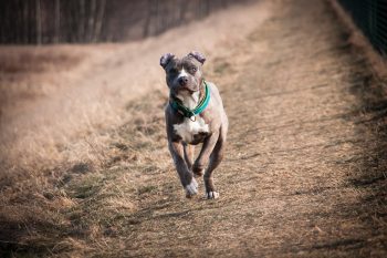 17 Black Friday Deals for American Staffordshire Terriers Owners