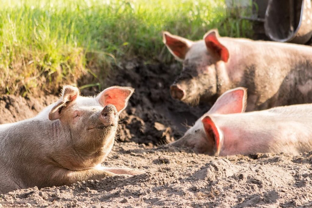 Students Opt-Out of Killing Pigs in Pointless Practice Surgeries at OHSU