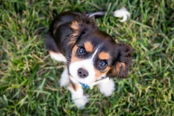 13 Dog Breeds That Are Always Ready For Their Close-Up