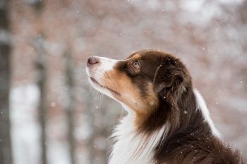 18 Black Friday Deals for Australian Shepherd Owners