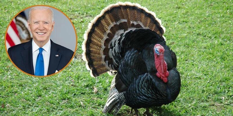 No More Meat Industry Malarkey! PETA Pushes President Biden to End Shameful Turkey Pardon Before Oval Office Exit