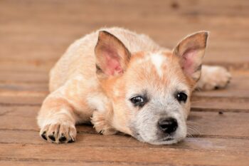 9 Fun Facts You Didn’t Know About Australian Cattle Dogs