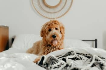 9 Fun Facts You Didn’t Know About Goldendoodles