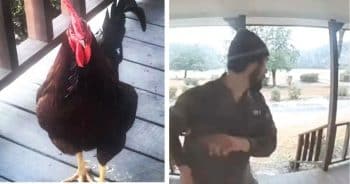 Overprotective Rooster Gives Delivery Driver a Run for His Money