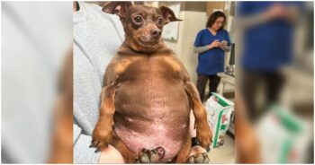 Puppy Arrives At Shelter So Chunky He Can Hardly Move