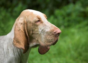 9 Fun Facts You Didn’t Know About Bloodhounds