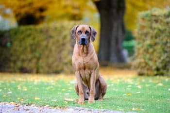 9 Fun Facts You Didn’t Know About Rhodesian Ridgebacks