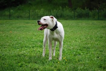 Top Dog Breeds That Have Been Banned Over The Last 20 Years