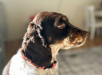 9 Fun Facts You Didn’t Know About English Springer Spaniels