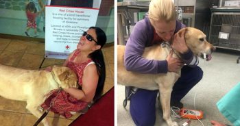 Seeing Eye Dog Heroically Calls 911 to Save Blind Owner’s Life