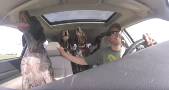 Dad Sets Up Camera To Show Four ‘Giant’ Dogs Going Crazy On The Way To Their ‘Favorite Place’