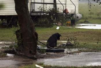 State Launches Efforts to Protect Dogs Abandoned During Disasters