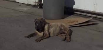 Elderly Dog, Swollen and Abandoned, Takes Refuge in Empty Lot