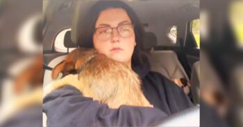 Dog Terrified Of Car Rides Because Of His Past Clings Tightly To Mom