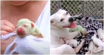 Green Puppy Born With Litter Of White Siblings, Is Doted On By Mom