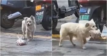 Man Follows Dog Carrying Bag of Food to See Where He’s Heading