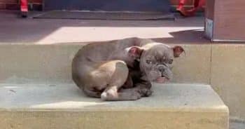 Stray Puppy Crawled Onto Porch Steps Wanting A Place To Belong