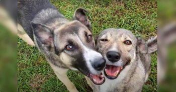 Mother Dog Stood At Gate With Her Last Puppy Aching For A Home Too