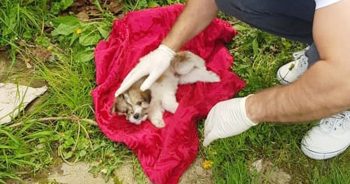 Puppy On Red Blanket Thought ‘All Was Lost’ But He Showed Up To Be Her Compass