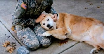 Old Dog ‘Collapsed In Pure Happiness’ When Her Human Returned Home