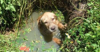 A Collapsing Septic Drain ‘Whined’ And A Little Head Poked Out