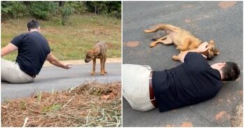 Stray Gives In And Lays Down Beside The Man Who Kept At It