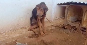 Dog Chained And Shamed By Owner, Had A Dilapidated Dog House With Dirt Floor