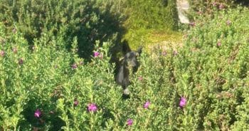 Ears Peeked Out Near Exit Ramp But When Driver Stopped, The Ears Were Gone