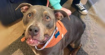 Woman ‘Teary Eyed’ When She Saw Shelter Pup Wearing Her Late Dog’s Bandana