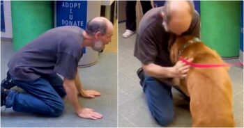 Man In Remission Runs To Shelter To Adopt The Dog He Had To Give Up