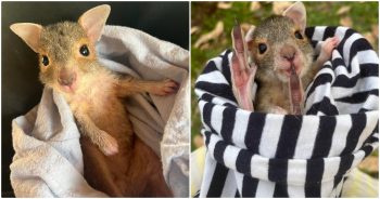 Woman Saves Unidentifiable Baby Animal That Turns Out To Be A ‘Rare Find’