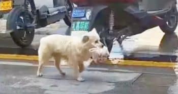 Man Trails Dog Carrying A Bag of Food And It Fills Him With Warmth