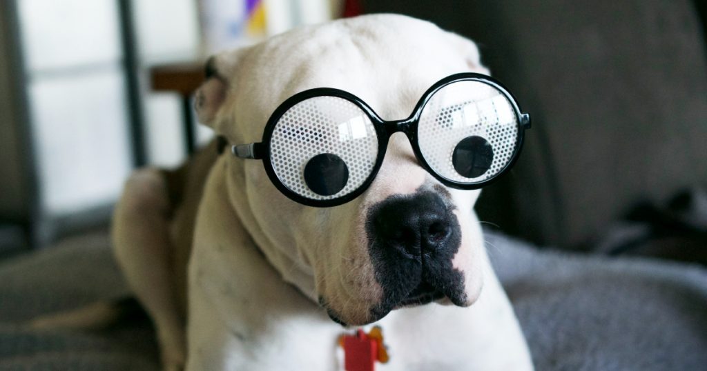 11 Dog Breeds Who Are Famous For Their Sense Of Humor