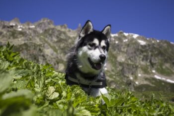 15 Most Adventurous Dog Breeds For Outdoor Lovers