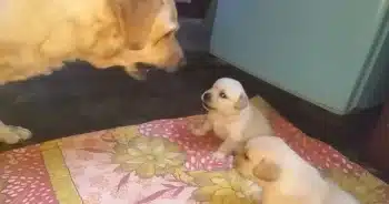 Mama Dog’s Clever Trick to Stop Her Puppies from Fighting