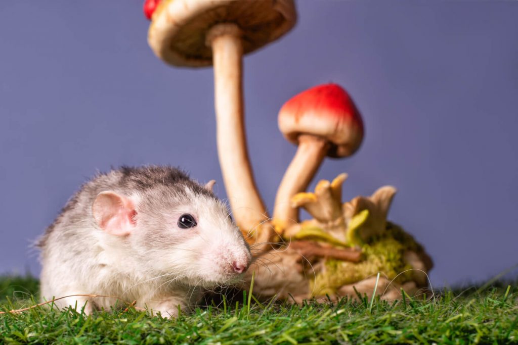 Experimenting on Animals in Psychedelic Research is Ineffective