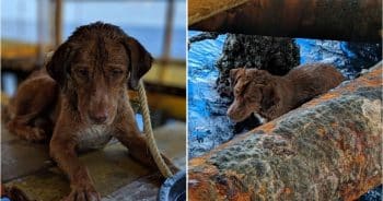 Oil Rig Workers Spot and Save Dog Swimming Far Out at Sea