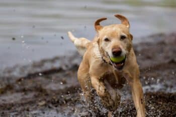 10 Dog Breeds That Love To Play In Water