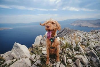 11 Reasons Dogs Love Exploring The Great Outdoors With Us